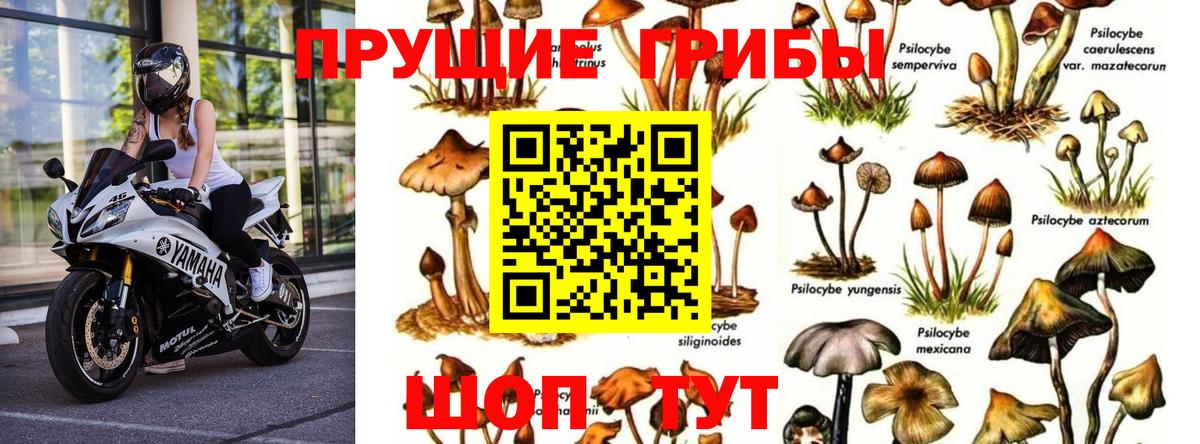 купить   Вход с VPN  Галлюциногенные грибы Cubensis  Пушкино  Галлюциногенные грибы мицелий 